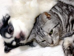 くつろぐ仲の良い犬と猫