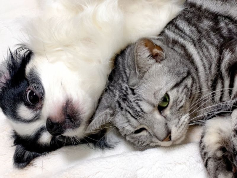 【外壁塗装中】大切なペットも普段通り過ごせる？愛犬・愛猫と安心して工事期間を乗り切るコツと注意点